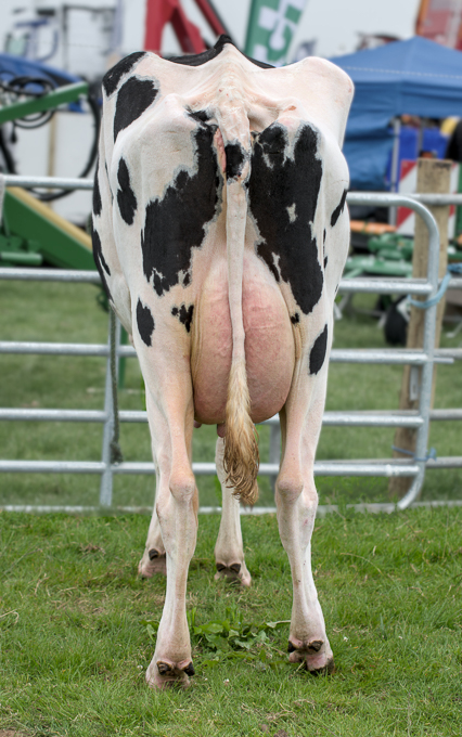 Open_The Udder End